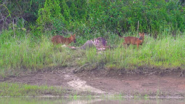 Asian Wild Dog, Dhole  eating deer carcass in a meadow near the river.