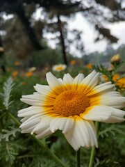 Obraz premium daisy in the garden