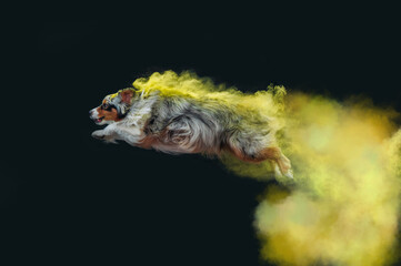 Australian Shepherds in Holi colors