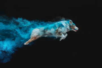 Australian Shepherds in Holi colors