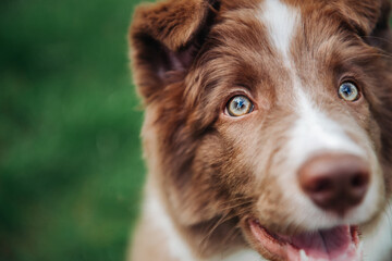 border collie puppy in the green