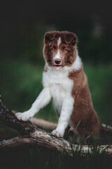 border collie puppy in the green