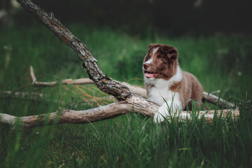 border collie puppy in the green