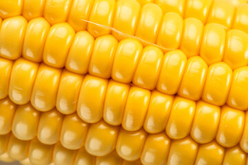Maize seeds in corn cob. Macro shot.