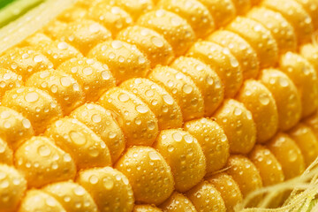 Maize seeds in corn cob covered with small water drops. Macro shot.
