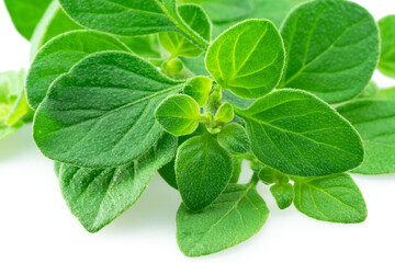 Fresh twigs of oregano closeup isolated on white background.