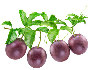 Ripe passion fruits on maracuya twig isolated on white background. Clipping path.