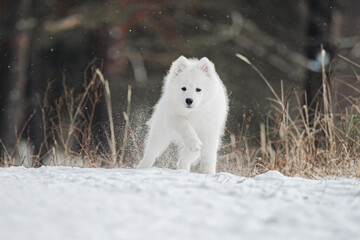 snow samoyed in the forest