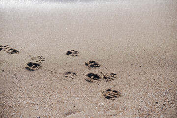 dog tracks in the sand