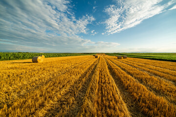 The art of farming, bales of wheat rolling through fields of gold as a testament to the hard work...