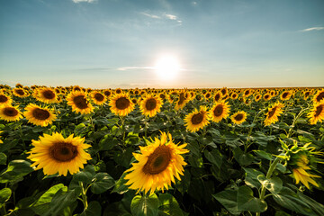 Obraz premium Agricultural sunflower fields ablaze with the golden glow of summer, a field of radiant yellow and pure happiness as the sun shines down on the blooming flowers