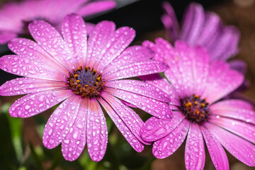 Fototapeta premium デイジーの花 春のイメージ