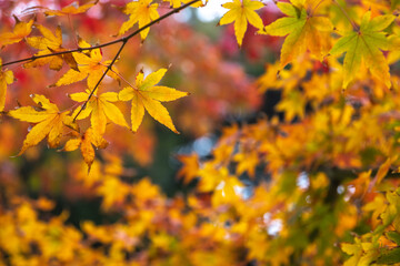 紅葉　秋の和風イメージ