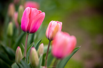 チューリップの花　春のイメージ