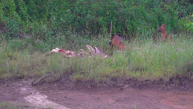 Asian Wild Dog, Dhole  eating deer carcass in a meadow near the river.