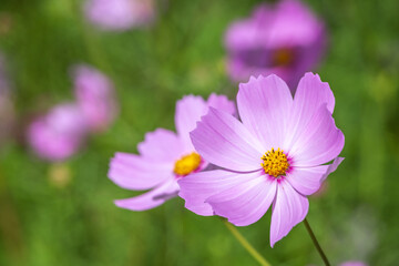Fototapeta premium コスモスの花 秋のイメージ