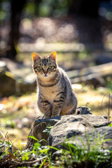 野良猫のポートレート