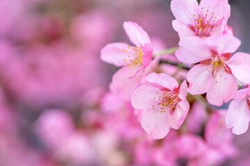 桜の花　春のイメージ