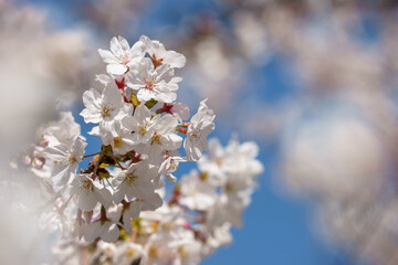 桜の花　春のイメージ