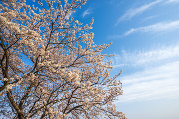 桜の花　春のイメージ