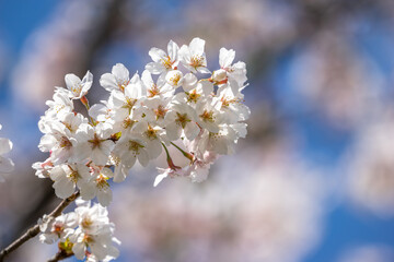 Obraz premium 桜の花 春のイメージ