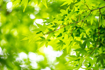 Fototapeta na wymiar 緑のモミジ　初夏のイメージ