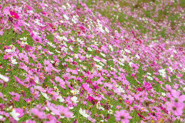 コスモスの花　秋のイメージ
