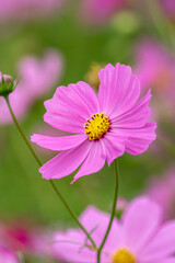 Obraz premium コスモスの花 秋のイメージ