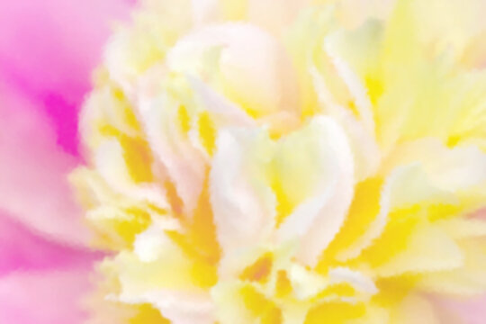 Elegant pastel mix orange and pink rose flower texture, retouched and color manipulated like water color painting.