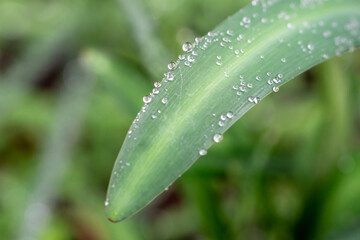 緑と水　環境とエコのイメージ