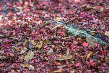 紅葉　秋のイメージ