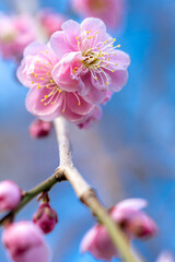 Fototapeta premium 紅梅 初春イメージ