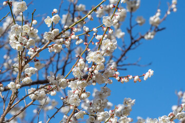 梅の花　初春イメージ