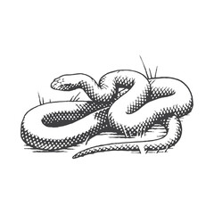 hand drawn snake illustration