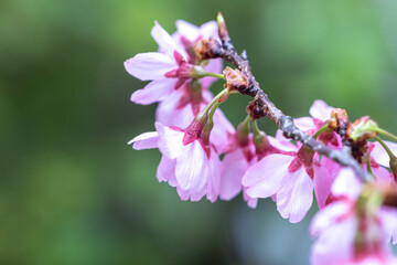桜の花　春のイメージ