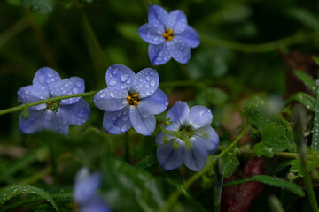 ハナニラの花　春のイメージ
