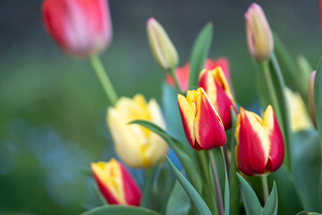 チューリップの花　春のイメージ