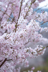 Obraz premium 桜の花 春のイメージ