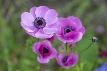 アネモネの花　春のイメージ