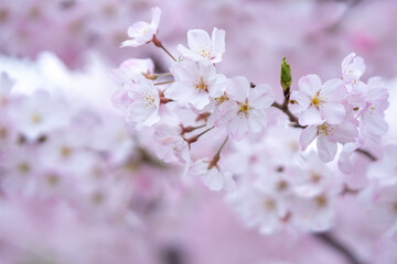 桜の花　春のイメージ
