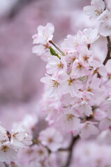 Fototapeta premium 桜の花 春のイメージ