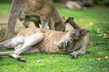 カンガルーのポートレート