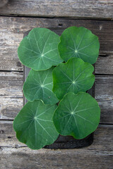 large beautiful nasturtium leaves for salad