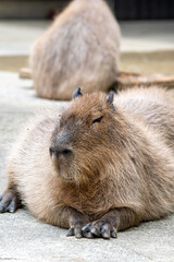 カピバラのポートレート