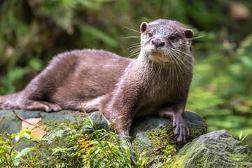 コツメカワウソのポートレート