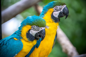 ルリコンゴウインコのポートレート