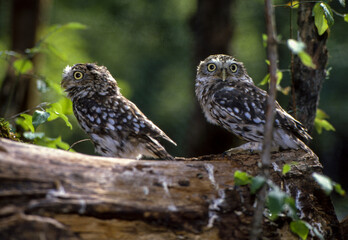 Chevêche d'Athéna, Chouette cheveche,.Athene noctua, Little Owl
