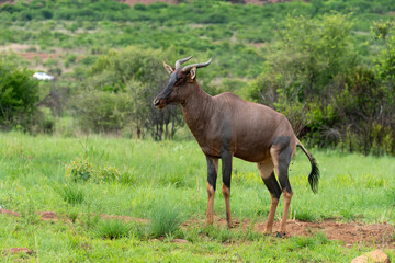 Naklejka na ściany i meble Damalisque, Damaliscus lunatus, Parc national Kruger, Afrique du Sud