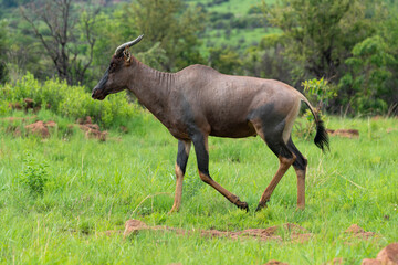 Damalisque, Damaliscus lunatus, Parc national Kruger, Afrique du Sud