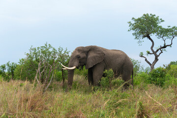 Fototapeta premium Éléphant d'Afrique, gros porteur, Loxodonta africana, Parc national du Kruger, Afrique du Sud